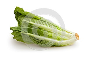 Romaine lettuce photo
