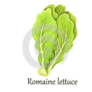 Romaine salad lettuce plant