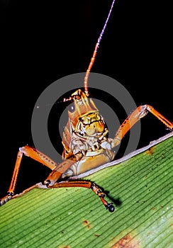Romalea microptera grasshopper