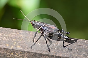 Romalea microptera Romalea microptera black grasshopper in Barataria prerveserve swamp in New Orleans photo