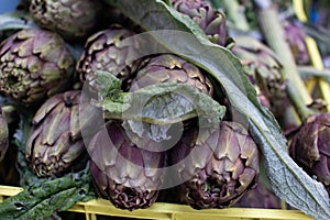 Roman artichokes on the market stalls. Chopped artichoke plants. Cuisine with artichokes, traditional Italian cuisine