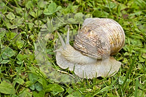 Roman, Burgundian or Edible Snail (Helix pomatia)