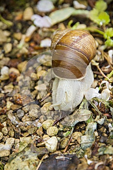 Roman, Burgundian or Edible Snail (Helix pomatia)