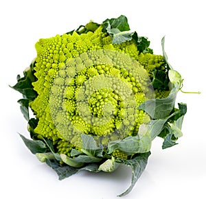 Roman Cabbage Isolated