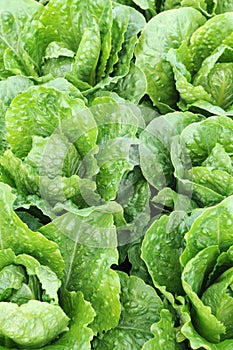 Roman cabbage