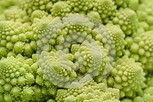 Roman cauliflower isolated on white background, it is an edible flower bud of the species Brassica oleracea. First documented in