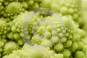 Roman cauliflower isolated on white background, it is an edible flower bud of the species Brassica oleracea. First documented in