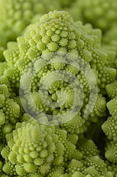 Roman cauliflower isolated on white background, it is an edible flower bud of the species Brassica oleracea. First documented in