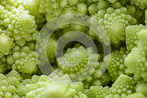 Roman cauliflower isolated on white background, it is an edible flower bud of the species Brassica oleracea. First documented in