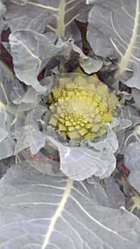 Roman Cauliflower photo