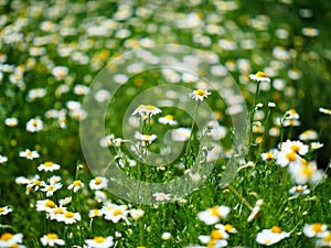 Roman chamomile blooms in the fields in summer