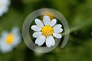 Roman chamomile, Chamaemelum nobile