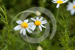 Roman chamomile, Chamaemelum nobile