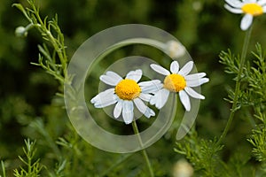 Roman chamomile, Chamaemelum nobile