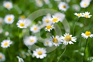 Roman chamomile flower