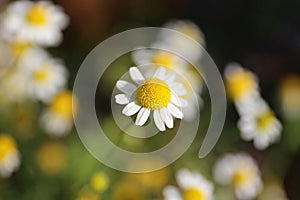 Roman Chamomile, Tiny Daisy Like Flower in the Summer Garden