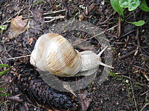 Roman or edible snail