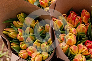 Roman Empire Tulip Packing. Foraging, growing tulips, in various ways for hydroponics and sustainable agriculture. Small