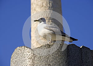 Roman forum rome Italy archaeology ruins seagull trajan's column