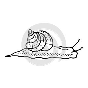 Roman grape snail drawing isolated on white background. Hand drawn vector sketch illustration in doodle line simple engraved style