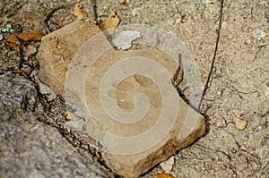 roman roof tile with a dog\'s footprint in an archaeological dig, tegula