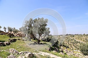Roman ruins at Umm Qais (Umm Qays) --is a town in northern Jordan near the site of the ancient town of Gadara.