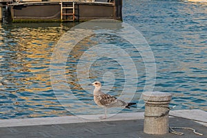 Roman Seagull on the banks of the Grand Canal in Venice, Italy