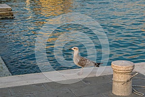 Roman Seagull on the banks of the Grand Canal in Venice, Italy