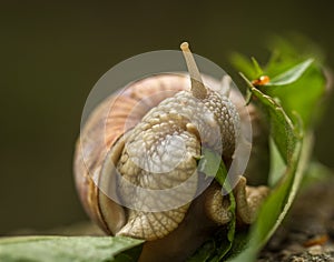 Roman snail aka Burgundy snail - Helix pomatia - eating a green leaf
