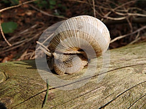 Roman snail, Burgundy snail, Edible snail,