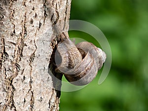 Roman snail or Burgundy snail (Helix pomatia) with light brownish shell on the tree