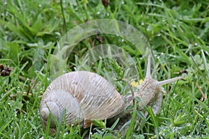 Roman snail close up