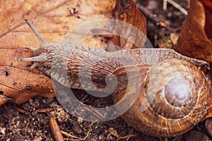 Roman snail crawling over leaves