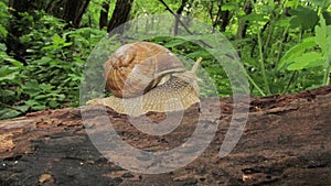 A roman snail or edible snail