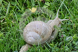 Roman snail in green grass