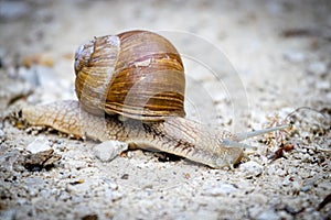 Roman snail Helix pomatia