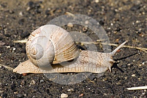 Roman Snail - Helix pomatia