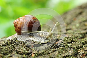 The roman snail Helix pomatia