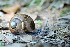 The Roman snail or Helix pomatia