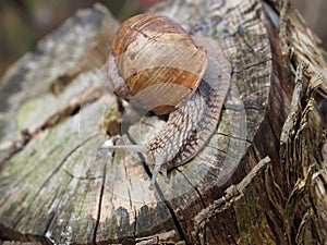 Roman snail helix pomatia