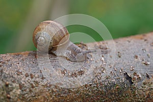 Roman snail helix pomatia