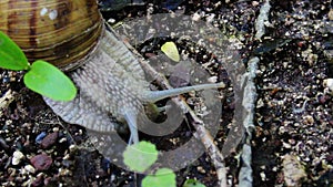 Roman snail Helix pomatia