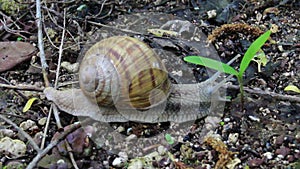 Roman snail Helix pomatia