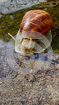 Roman snail, Helix pomatia, Burgundy snail, edible snail or escargot navigating a puddle