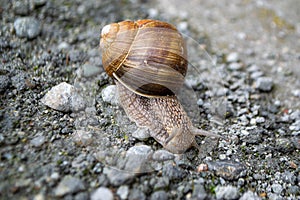 Roman Snail - Helix pomatia, common snail