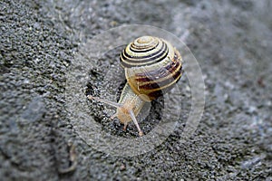 Roman Snail - Helix pomatia, common snail