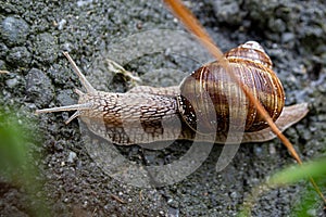 Roman Snail - Helix pomatia, common snail