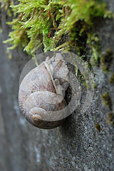 Roman snail (Helix pomatia) on a concrete wall