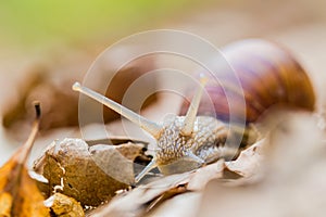 Roman snail Helix pomatia in a dry, leafy forest
