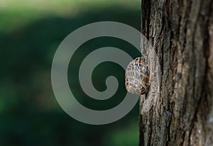 Roman snail helix pomatia on dry trunk